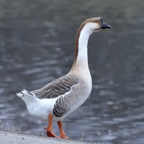 goose