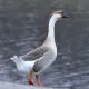 goose