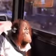 Wagie Ape