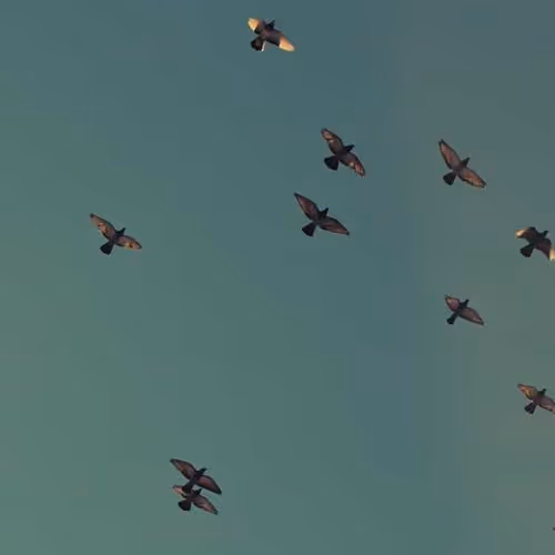 Cal Transactions Solved