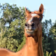 horseee