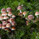 mushroom