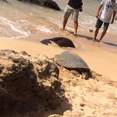 Enjoy a lucky turtle