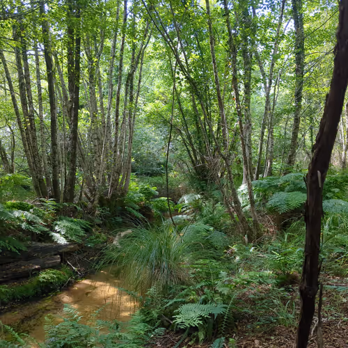 Larden River - Mézos - France