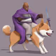 Fat Windu on a Shiba