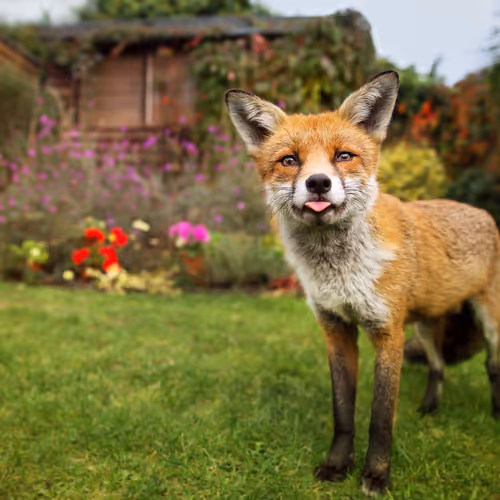 fox