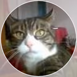 Cat Puke