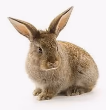 Rabbit