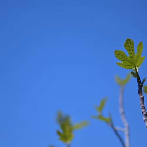 sky