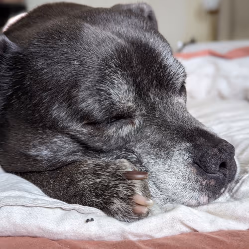 Sleeping Beauty
