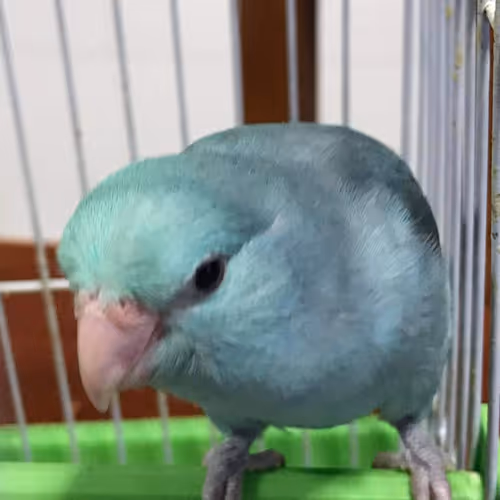 por