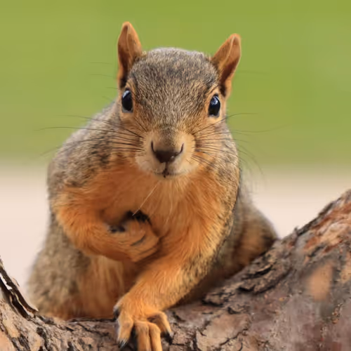 Squirrel