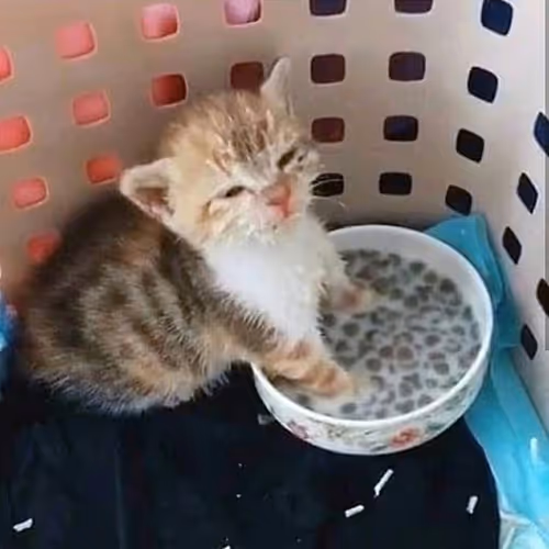 kitty