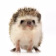 Hedgehog
