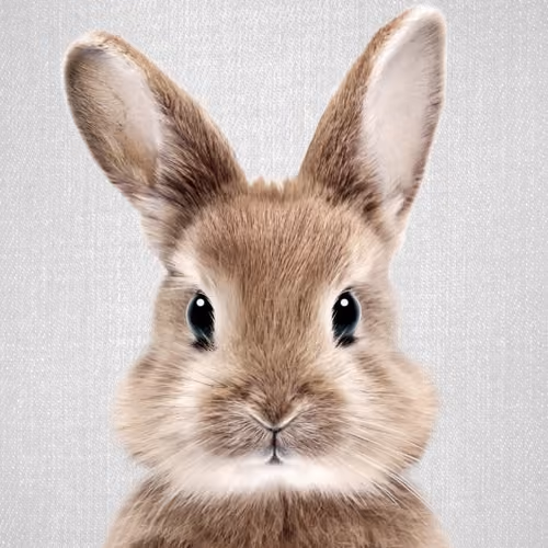 Handsome rabbit