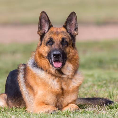 nice dog