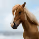 Breed of horse