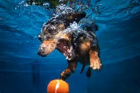 crazy dog