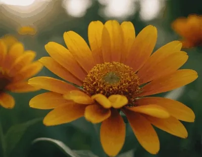 Flower