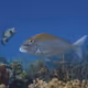 Fishy