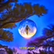 To The Moon - Zora Edition
