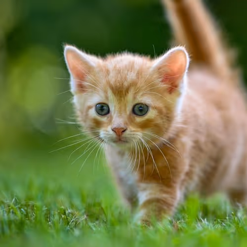 neko
