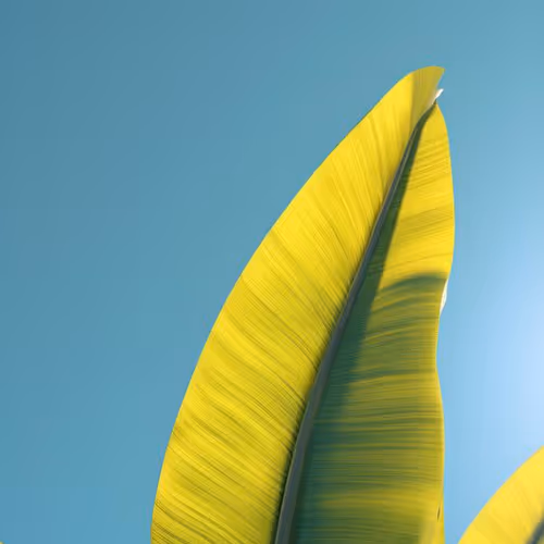 plant