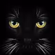 Amazing Cats