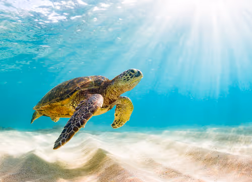 turtle