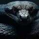 Black Mamba