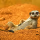 Suricata