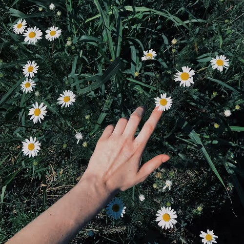 Grass