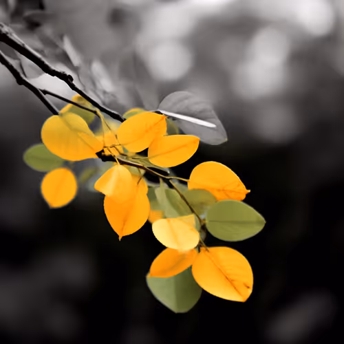 Autumn