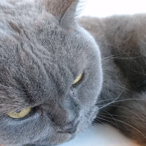 Catty