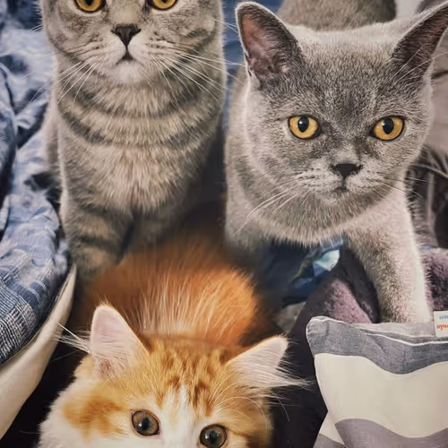 Báo and the ArgoPaws