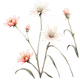 Flowers 🌺