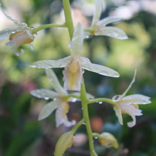 Beautiful Orchid Flowers