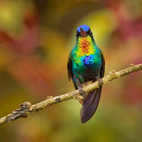 birds2