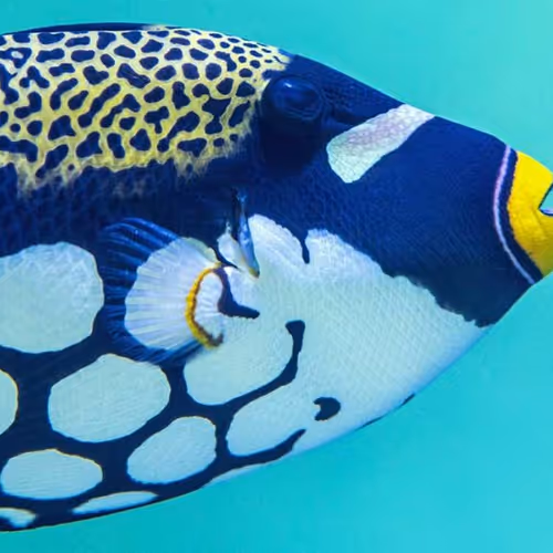 fish