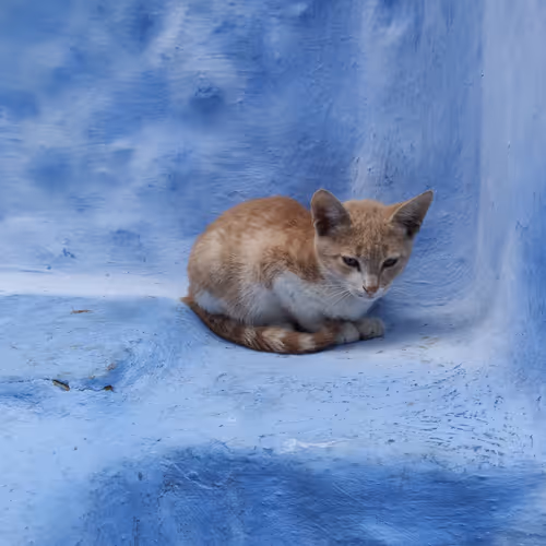 cat in blue