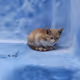 cat in blue
