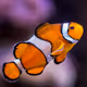 clown-fish