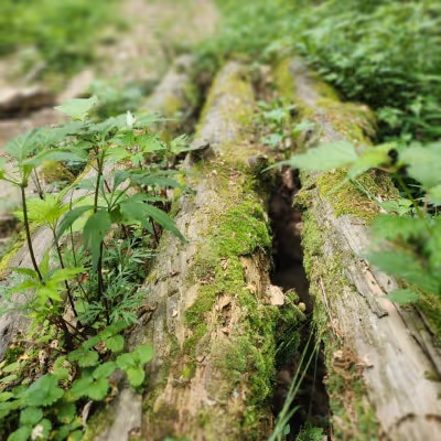 Old trees