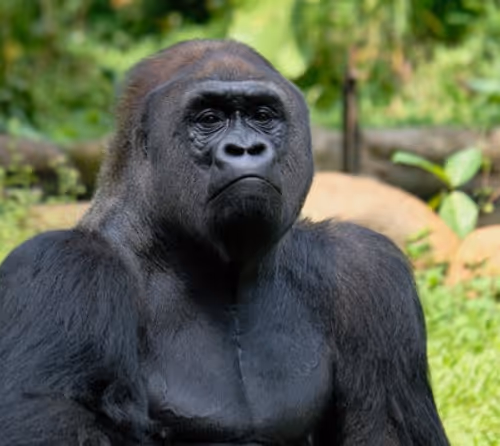 Gorilla