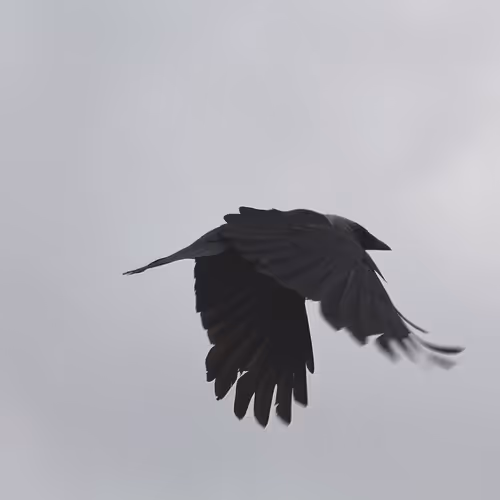 Caranell' favourites