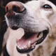 DOGE