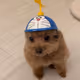 doge wif hat