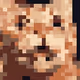 bobak_cat