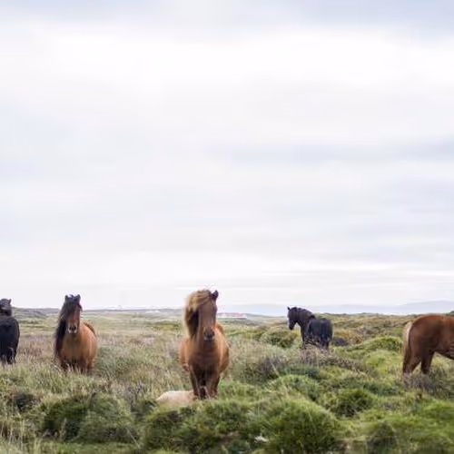 Campaign Wear Specialties