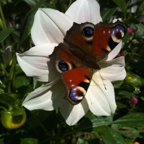 Butterfly